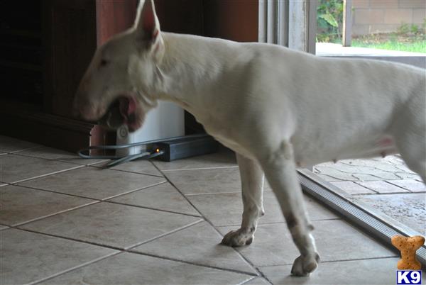 Miniature Bull Terrier dog